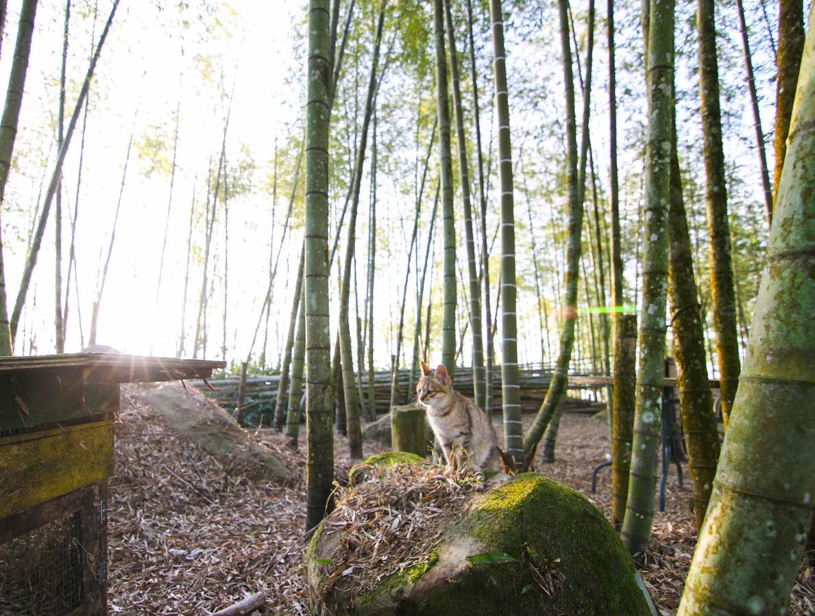 Alishan Sunrise B&B Fanlu Zewnętrze zdjęcie
